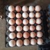 5 Trứng Gà Peru Mỹ Ấp Nở Bao Cồ Trên 90%